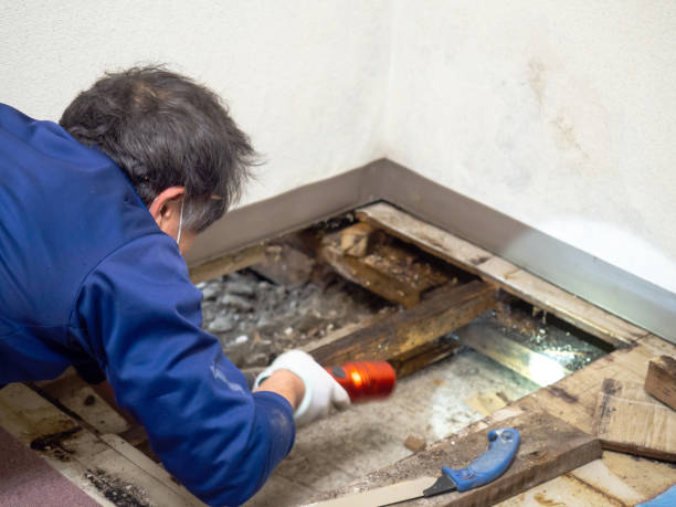 Mold Removal Process in Dunthorpe, OR