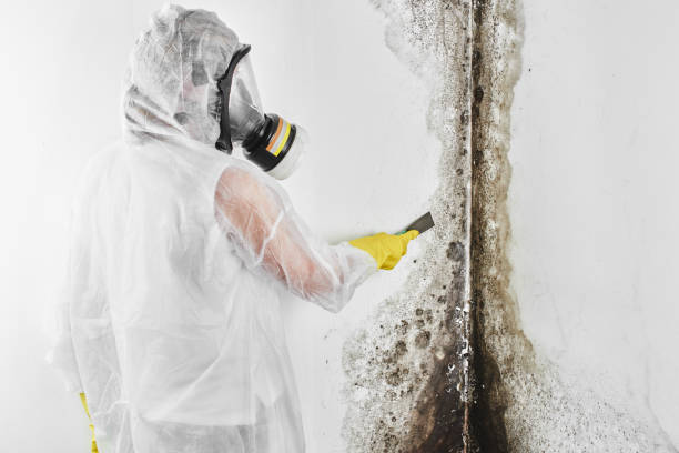 Best Toxic Mold Removal  in Dunthpe, OR