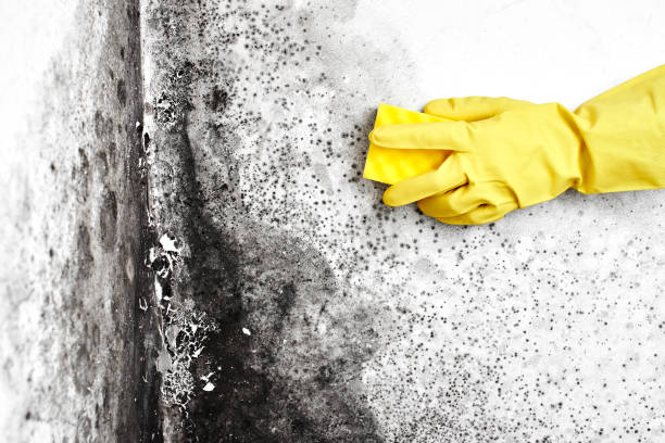 Crawl Space Mold Removal in Dunthorpe, OR