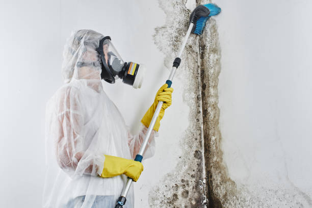 Office Mold Removal Services in Dunthorpe, OR