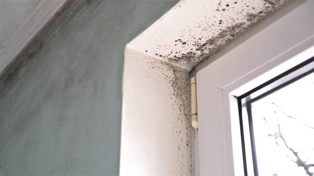 Professional Mold Removal in Dunthorpe, OR