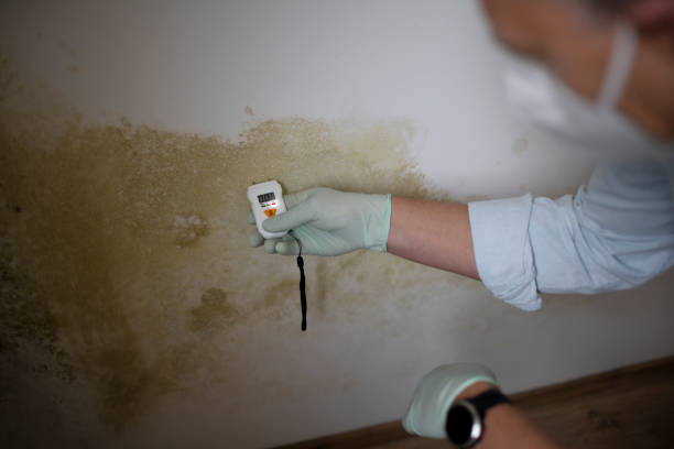Mold Testing and Removal in Dunthorpe, OR