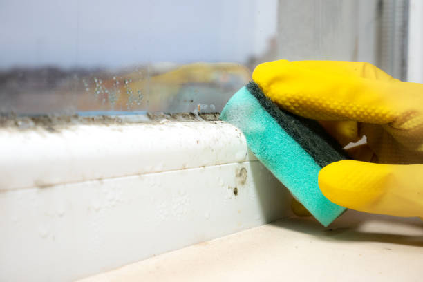 Best Toxic Mold Removal  in Dunthpe, OR