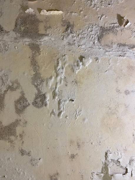 Best Office Mold Removal Services  in Dunthpe, OR
