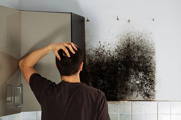 Best Attic Mold Removal  in Dunthpe, OR